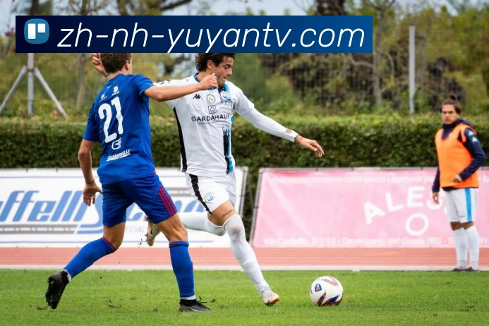 雨燕直播发展历程